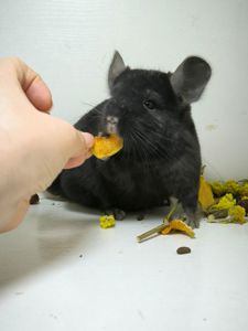 Дівчинка шиншила носій Ангори і фіолету