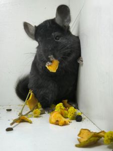 Дівчинка шиншила носій Ангори і фіолету