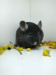 Дівчинка шиншила носій Ангори і фіолету