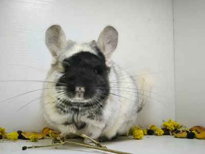 Білий оксамит шиншила, мозаїка