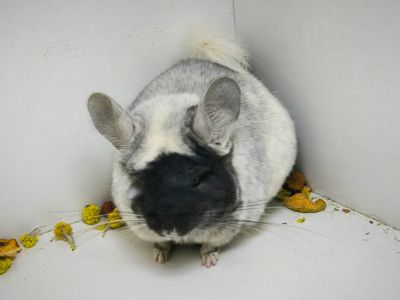 Білий оксамит шиншила, мозаїка