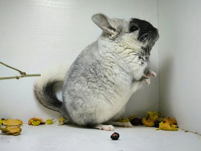 Білий оксамит шиншила, мозаїка