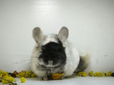 Білий оксамит шиншила, мозаїка