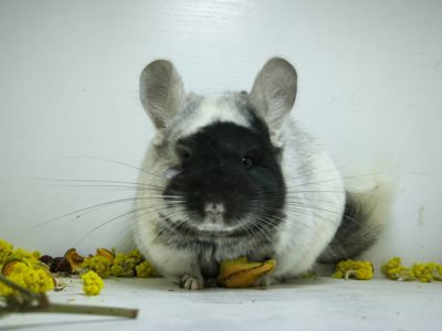 Білий оксамит шиншила, мозаїка