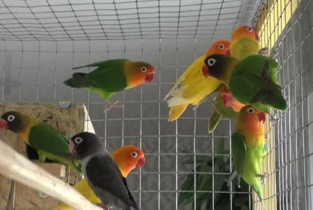 Масковые неразлучники