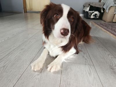 Дівчинка бордер коллі