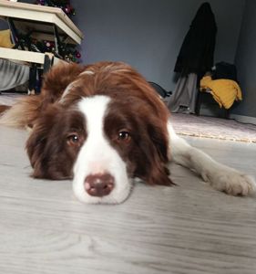 Дівчинка бордер коллі