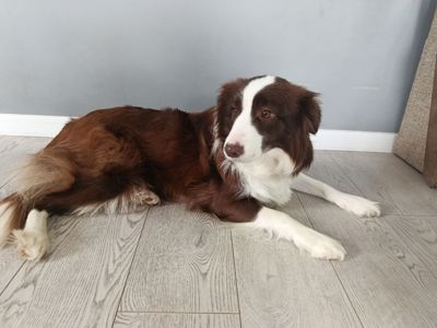 Дівчинка бордер коллі