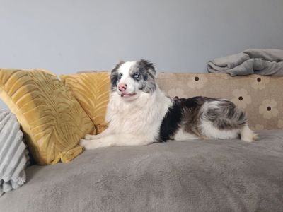 Цуцики бордер коллі, КСУ/FCI