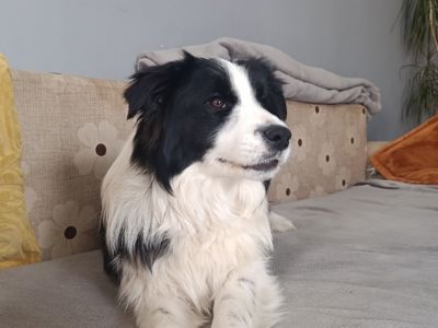 Цуцики бордер коллі, КСУ/FCI