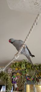 ПАРА Ожерелок