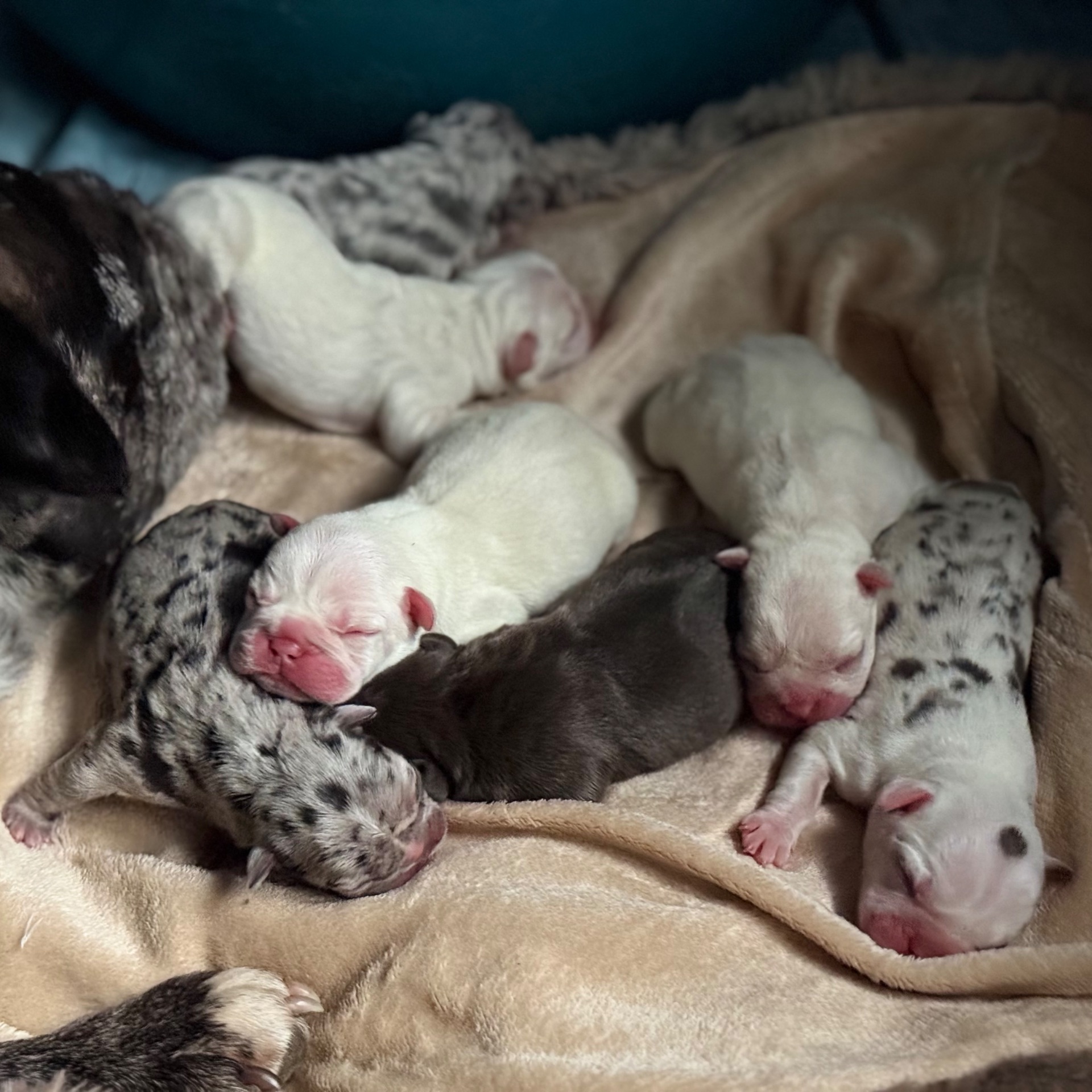 Щенки французского бульдога:)