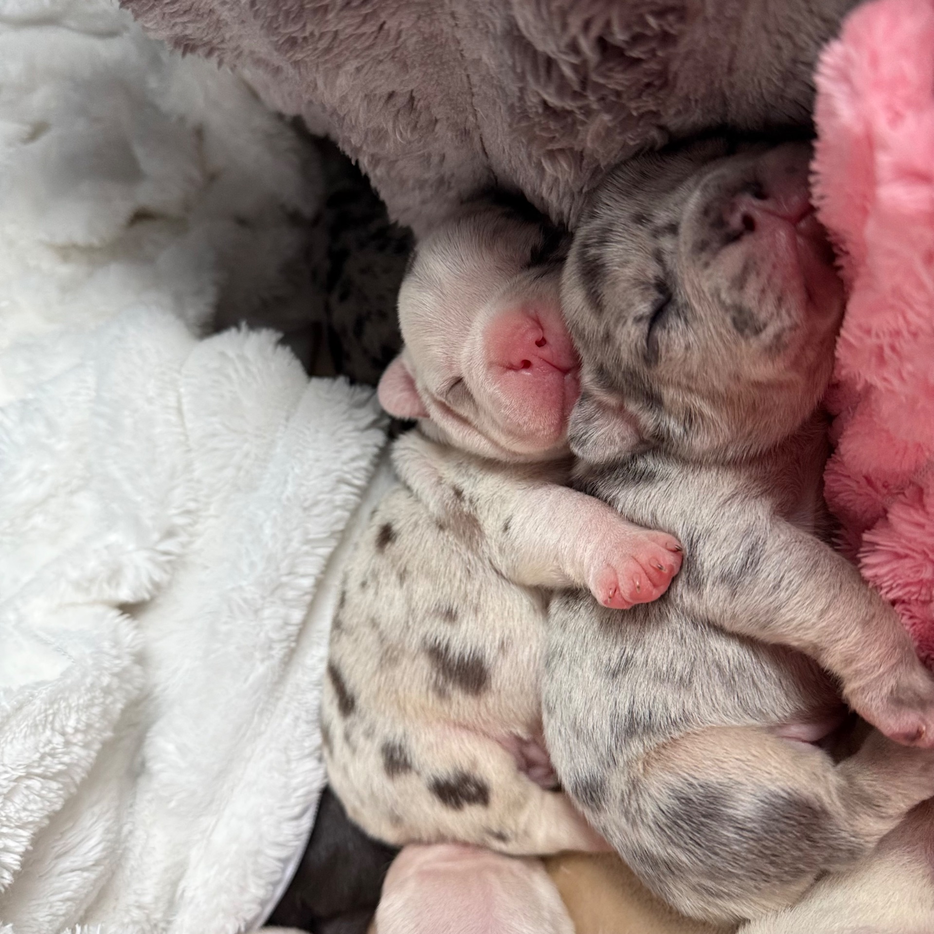 Щенки французского бульдога:)