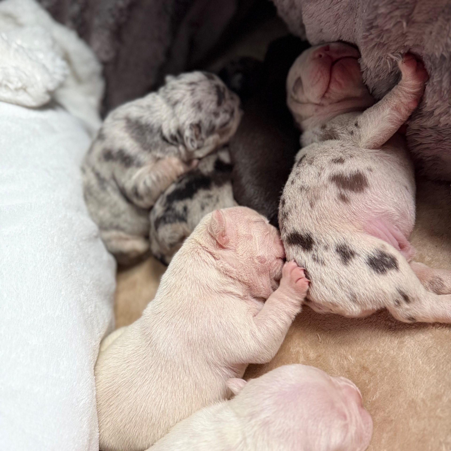 Щенки французского бульдога:)