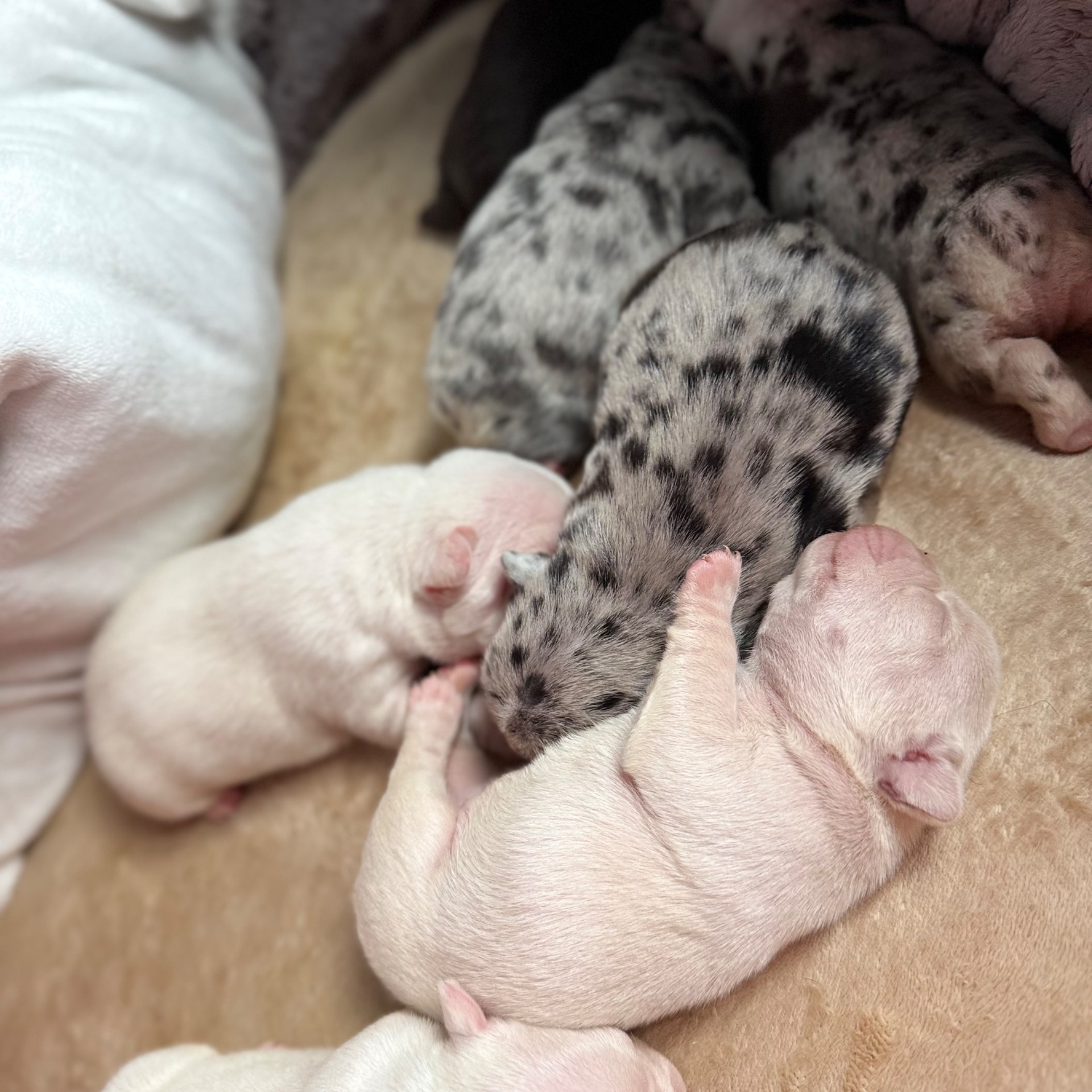 Щенки французского бульдога:)