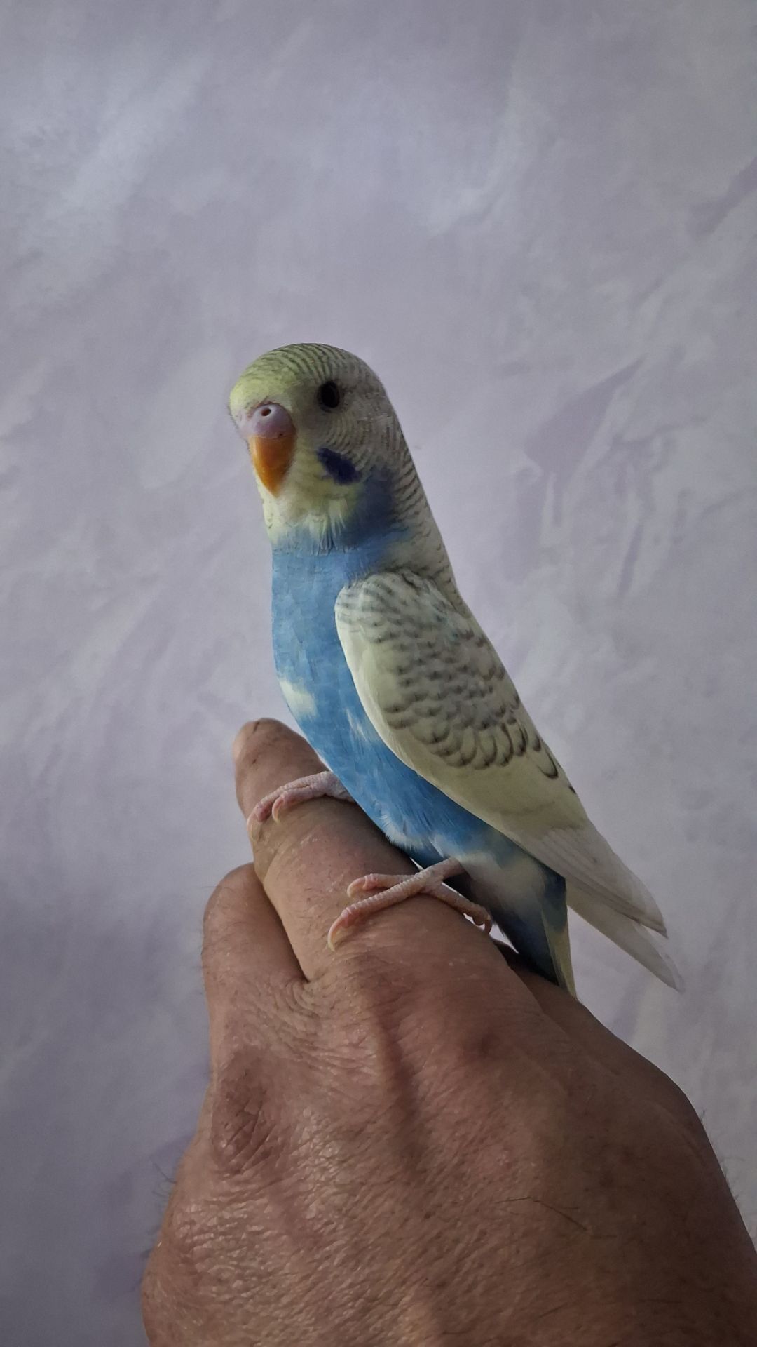 Волнистые попугайчики