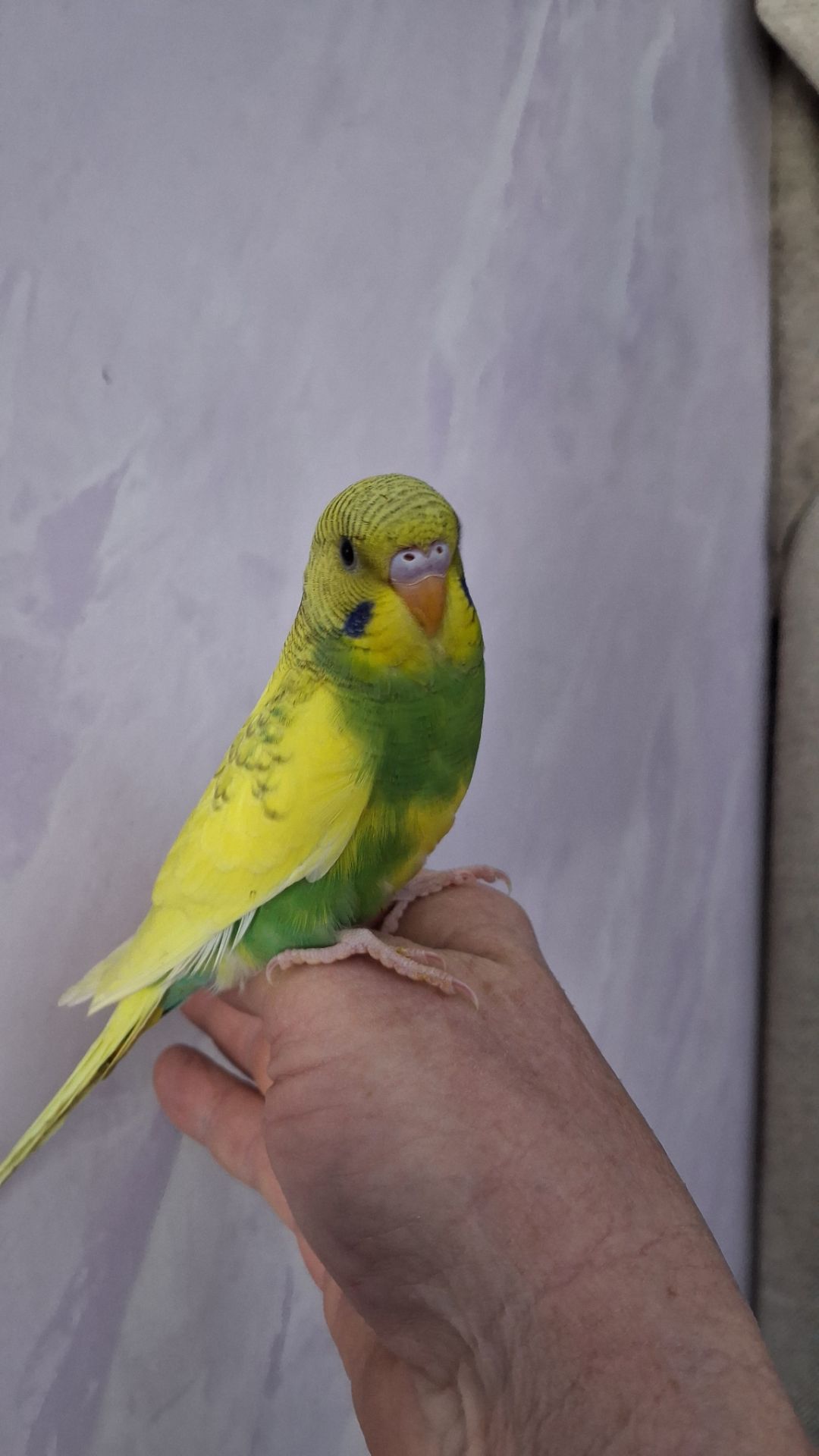 Волнистые попугайчики