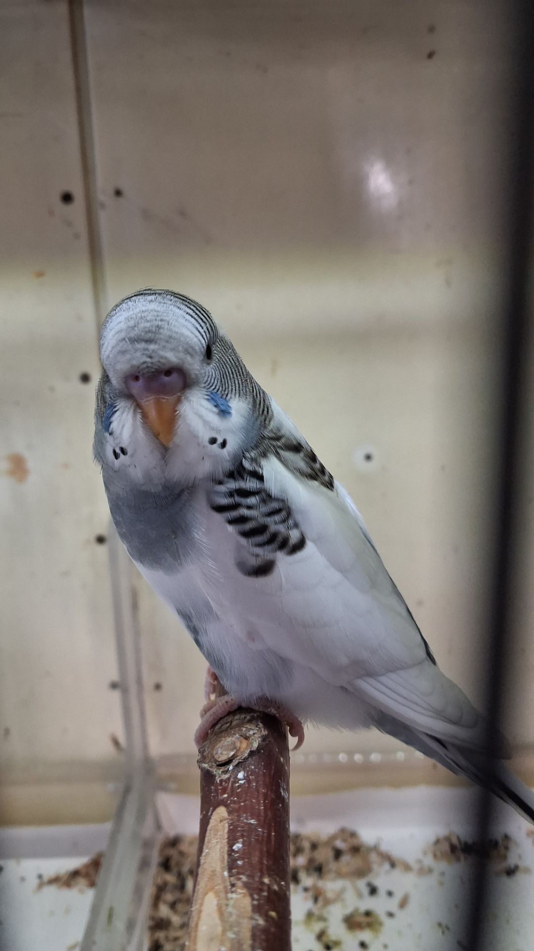 Волнистые попугайчики