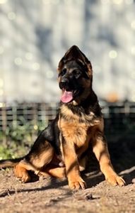 щенята німецької вівчарки розплідник