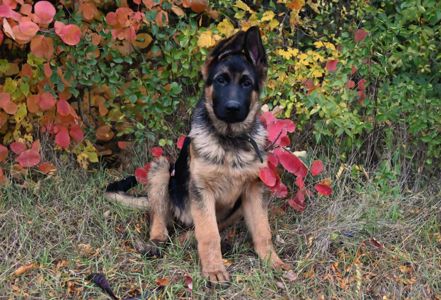 щенята німецької вівчарки розплідник