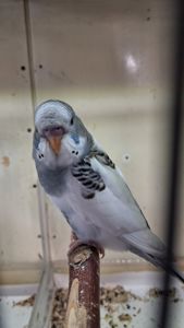 Волнистые попугайчики