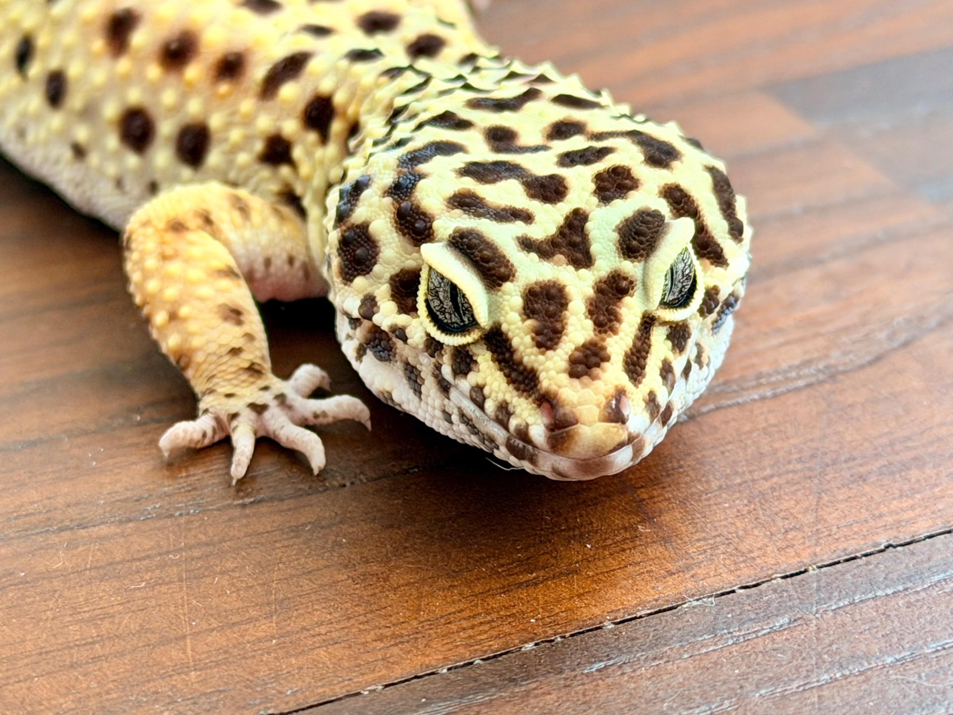 Дівчинка еублефар з тераріумом