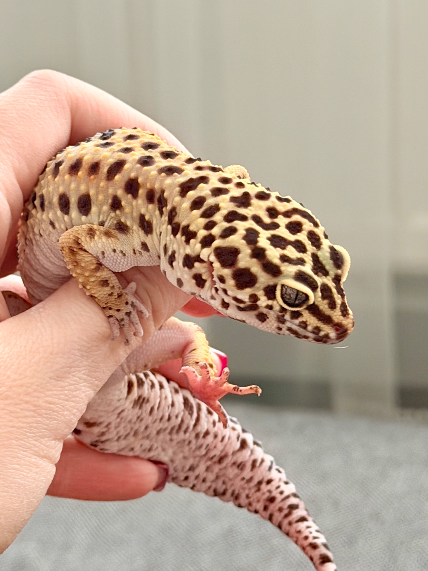 Дівчинка еублефар з тераріумом