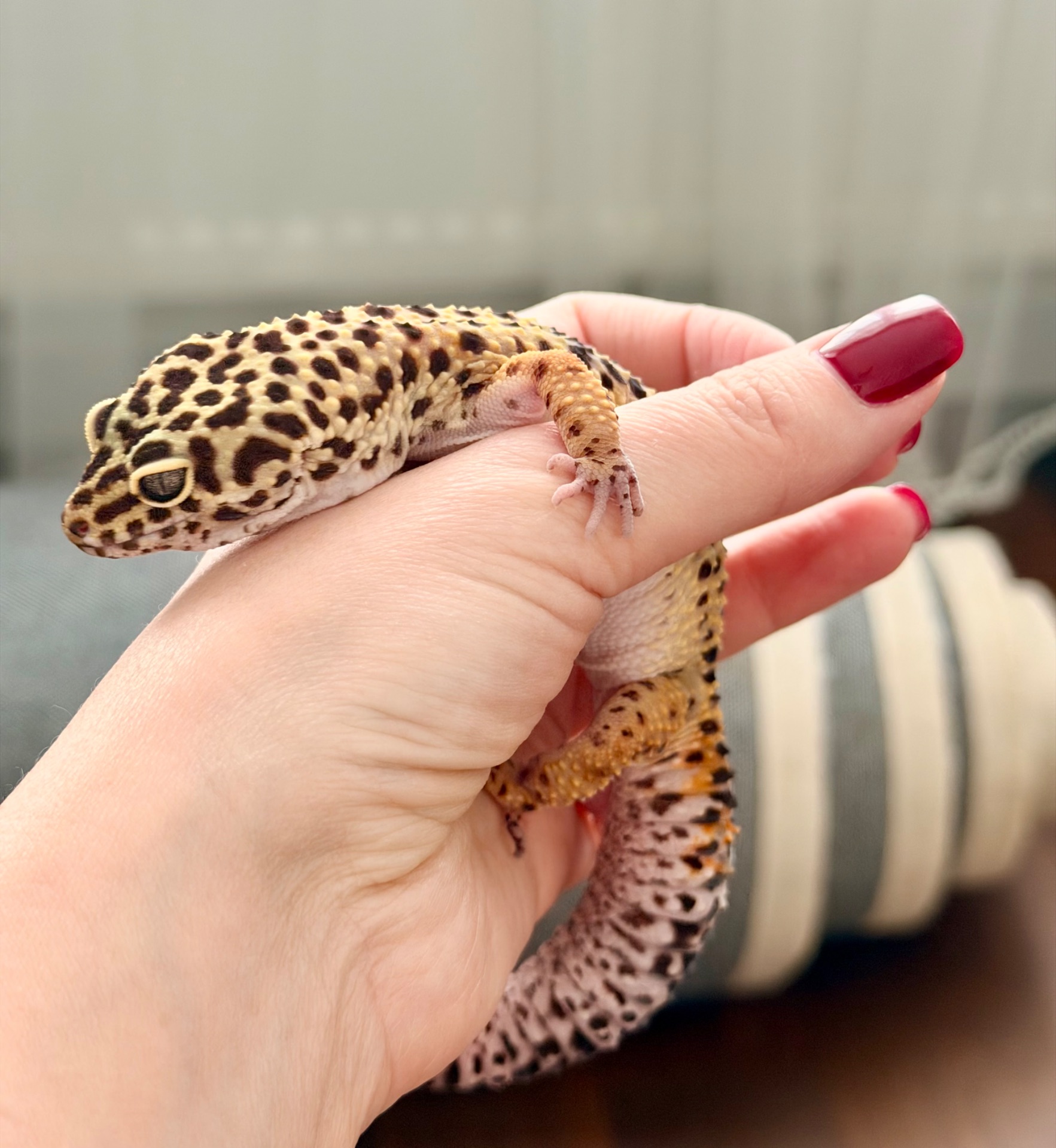 Дівчинка еублефар з тераріумом