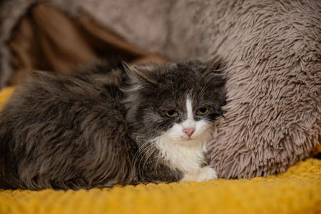 Сінай 3.5 місяці, має щеплення