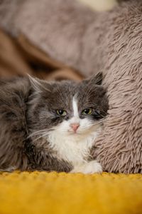 Сінай 3.5 місяці, має щеплення