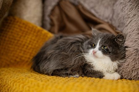 Сінай 3.5 місяці, має щеплення