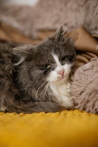 Сінай 3.5 місяці, має щеплення