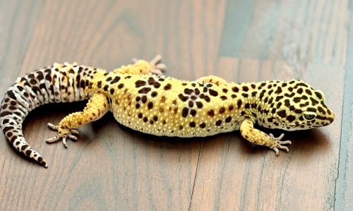 Дівчинка еублефар з тераріумом