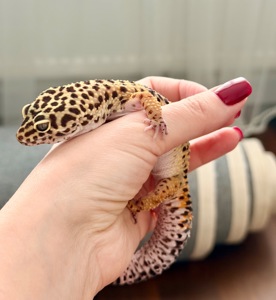 Дівчинка еублефар з тераріумом