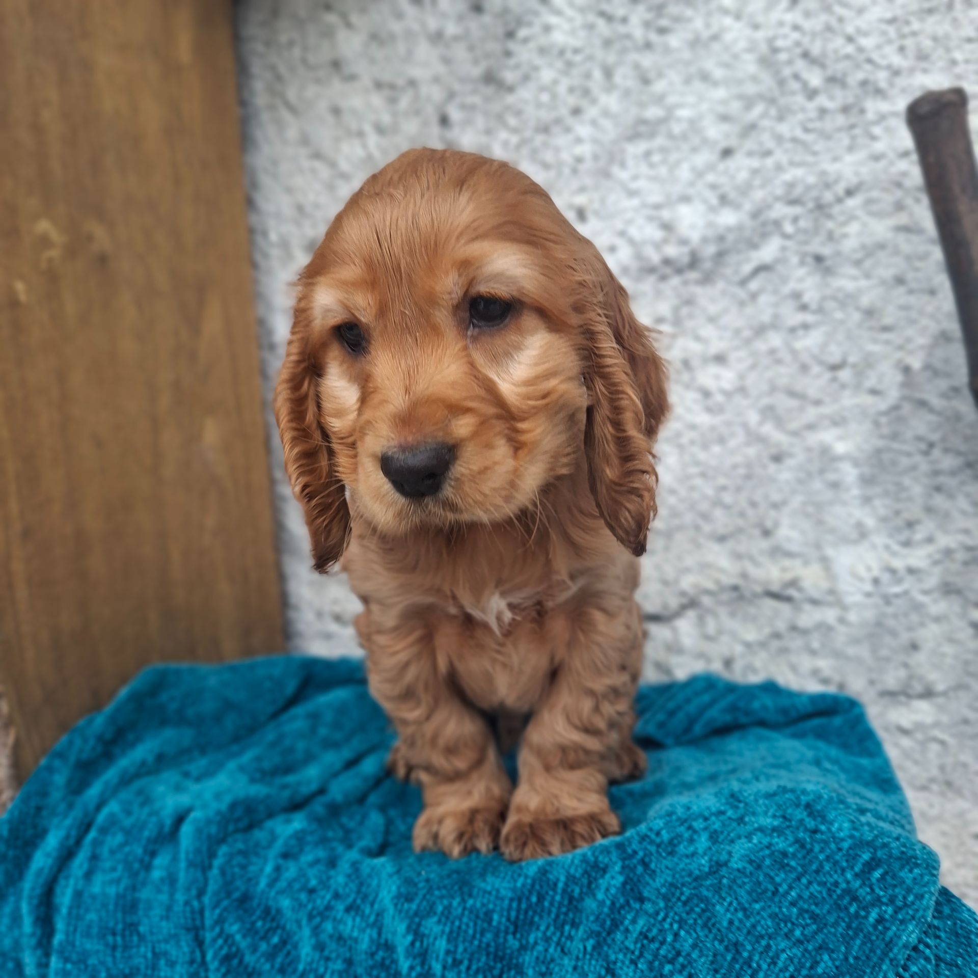 Английский кокер спаніель хлопчик