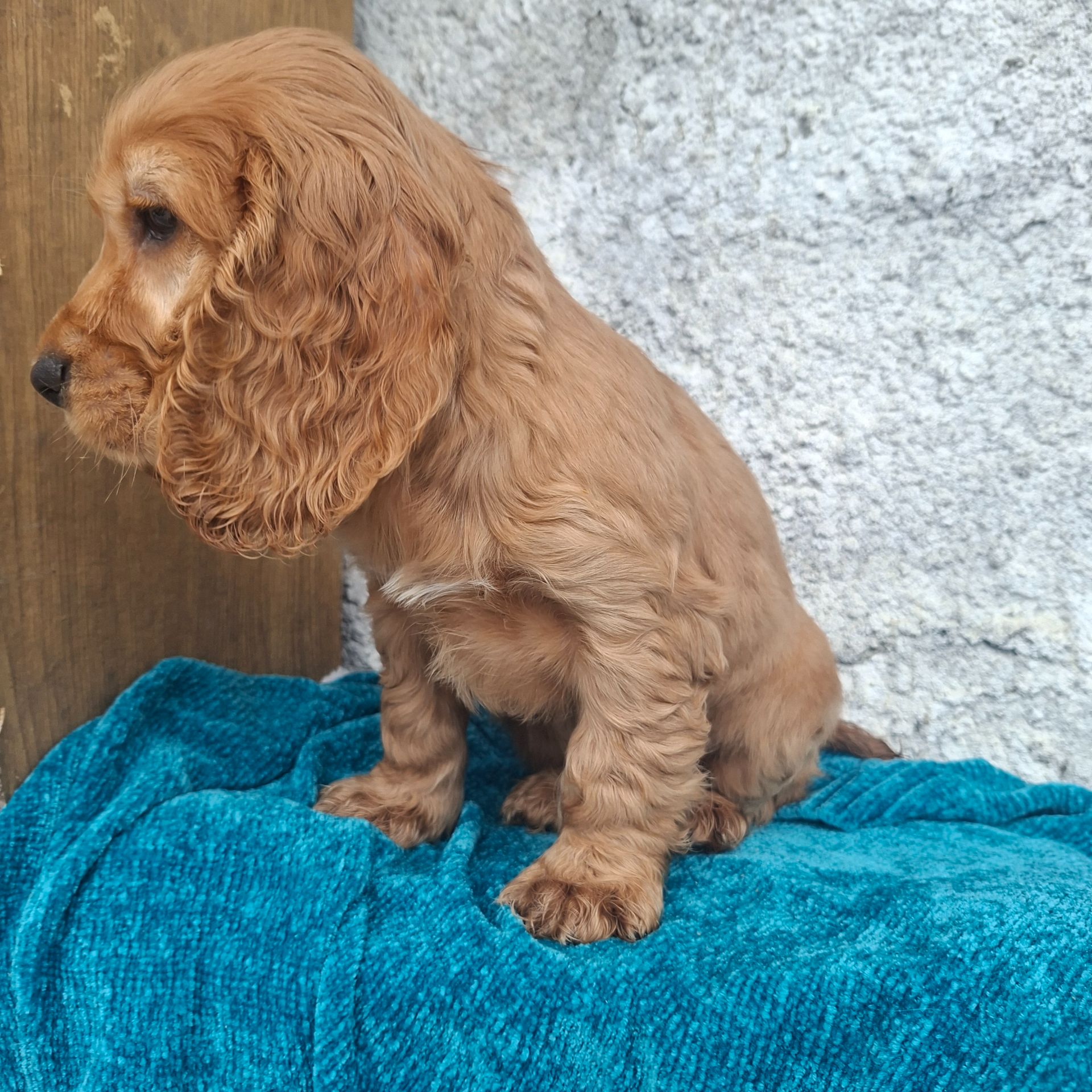 Английский кокер спаніель хлопчик