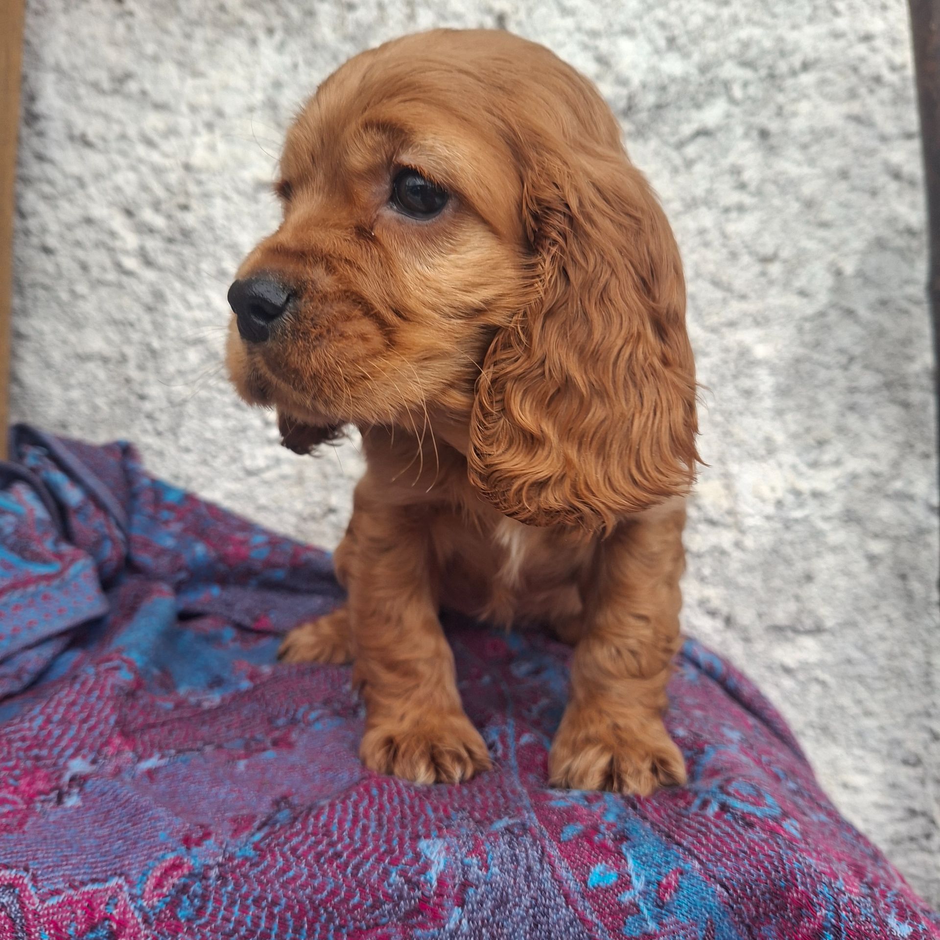 Дівчинка англійського кокер спаніеля