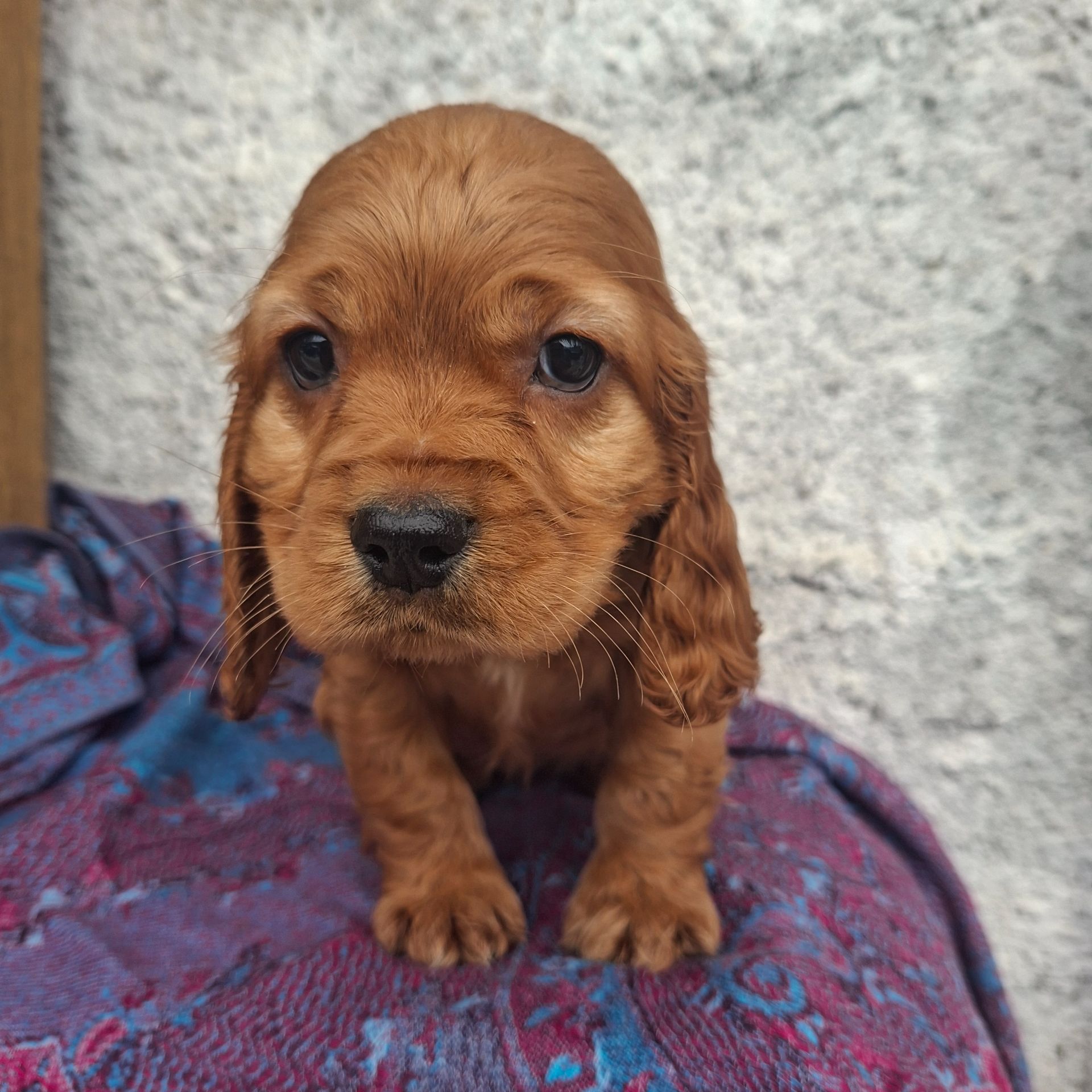 Дівчинка англійського кокер спаніеля