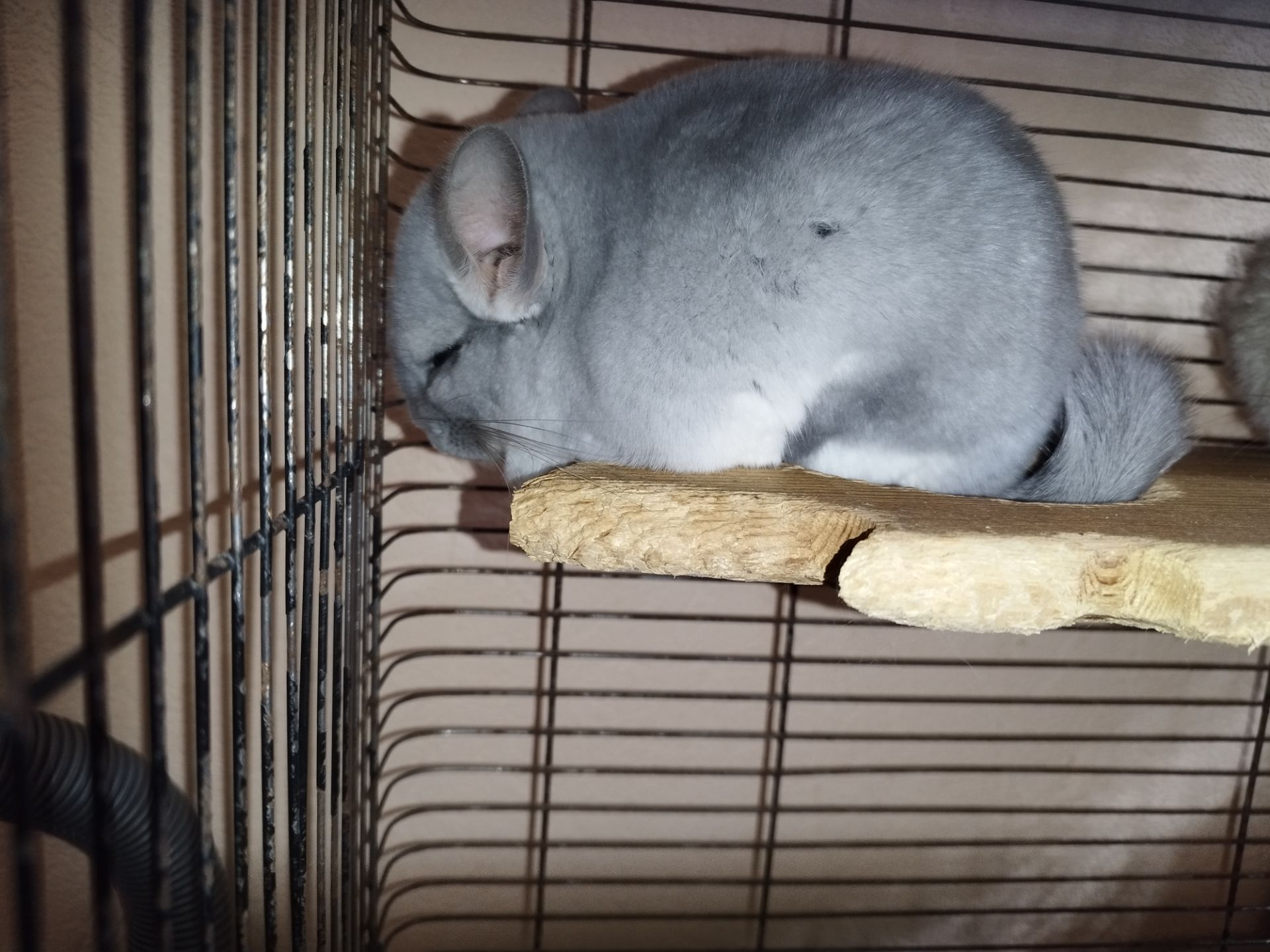 Хлопчик блакитний діамант