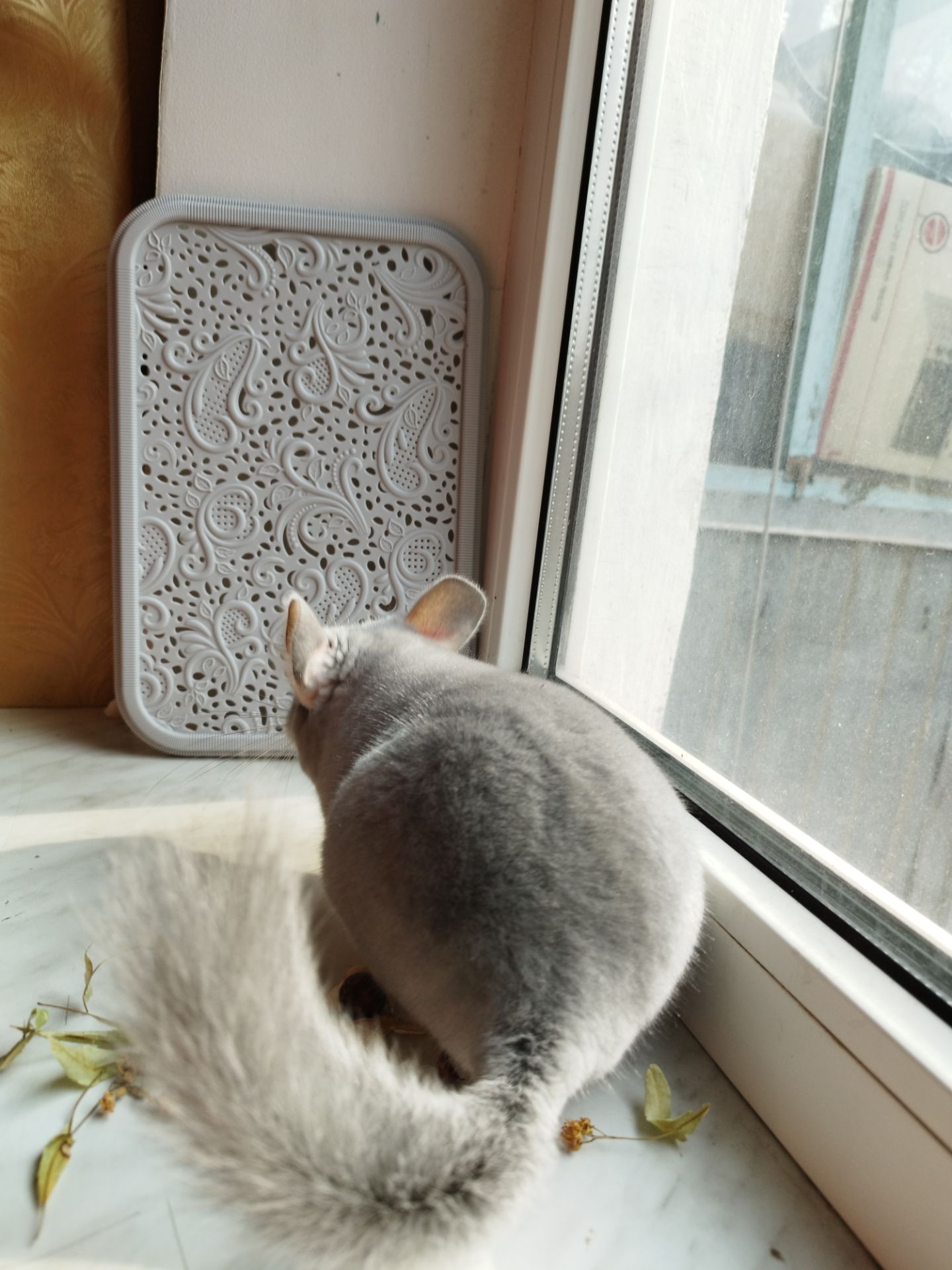 Хлопчик блакитний діамант