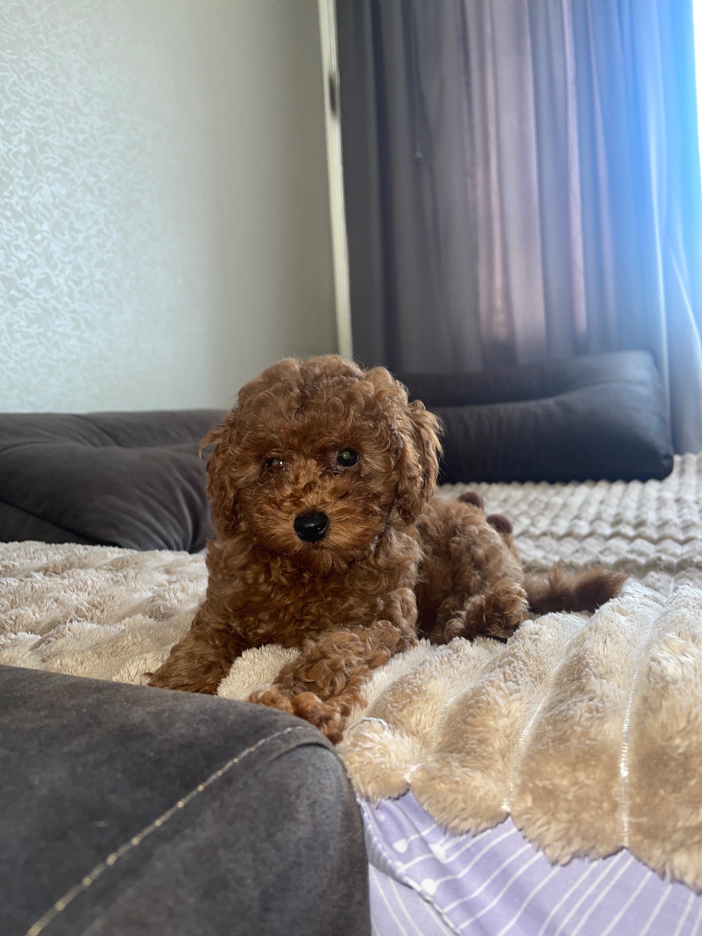 Цуценя той пудель