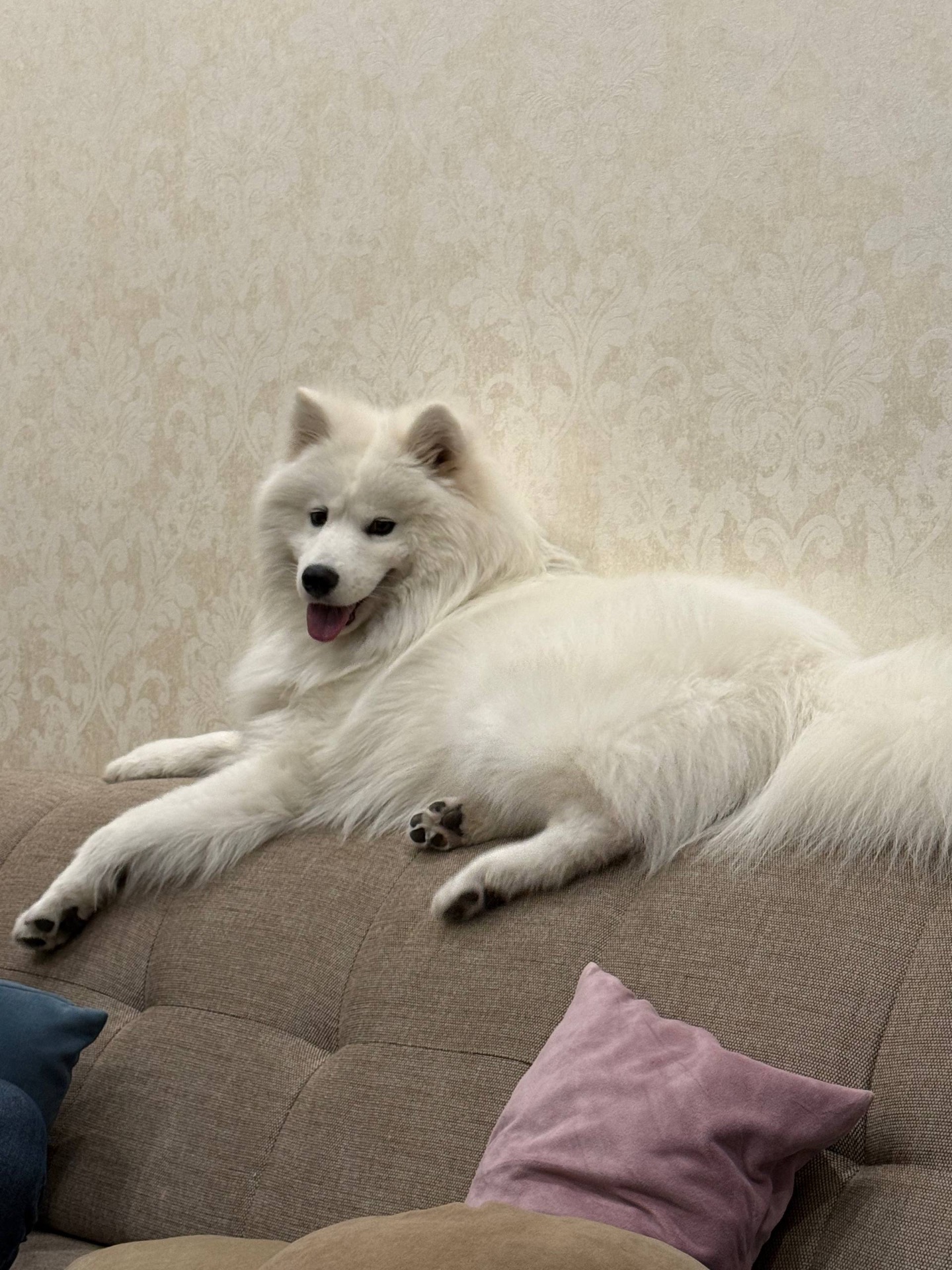 Віддам Самоїда в хороші руки