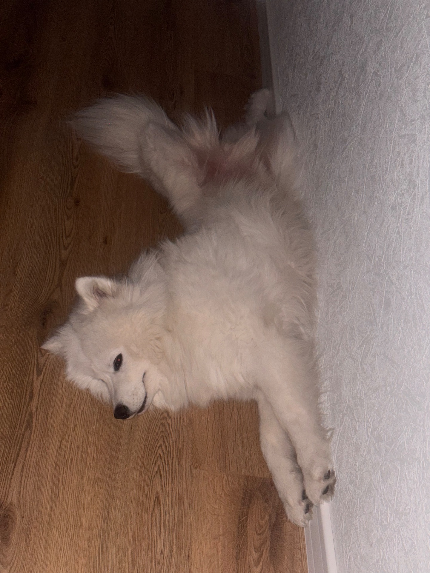 Віддам Самоїда в хороші руки