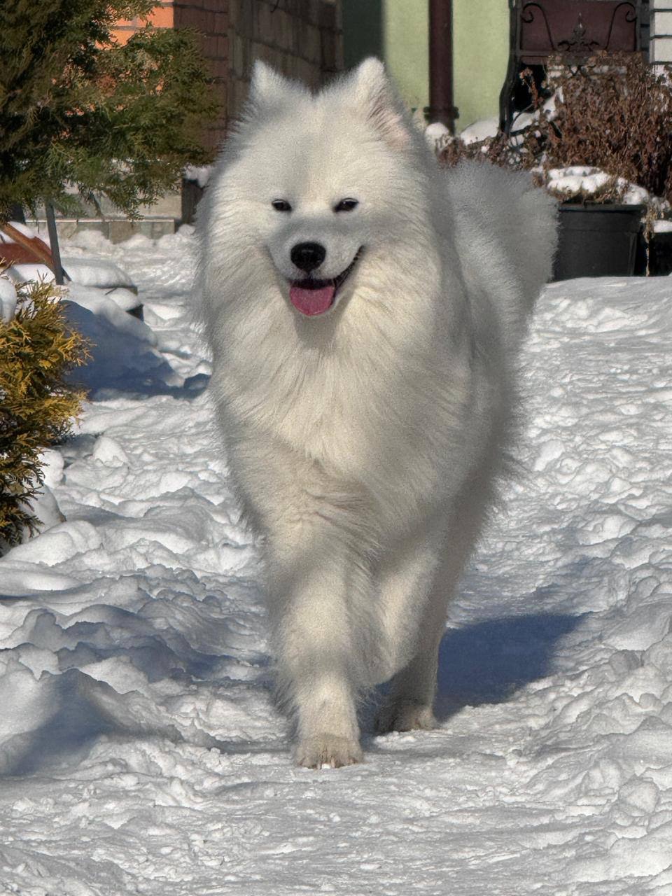 Віддам Самоїда в хороші руки