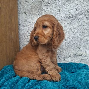 Английский кокер спаніель хлопчик