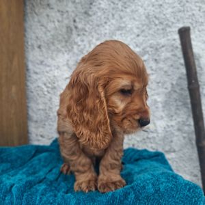 Английский кокер спаніель хлопчик