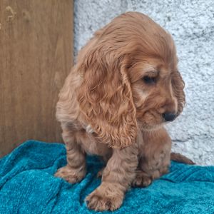 Английский кокер спаніель хлопчик