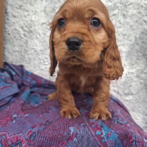 Дівчинка англійського кокер спаніеля