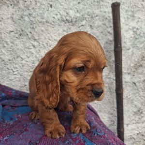 Дівчинка англійського кокер спаніеля