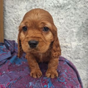 Дівчинка англійського кокер спаніеля